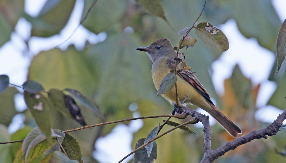 Great Crested Flycatcher